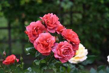 beautiful roses and flowers in the park