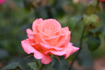 beautiful roses and flowers in the park