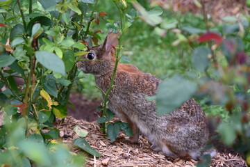 gray hare in the bushes,