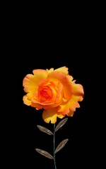 Yellow rose flower on negative frame. Beautiful flowers and leaves on background with negative space