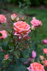 beautiful roses and flowers in the park