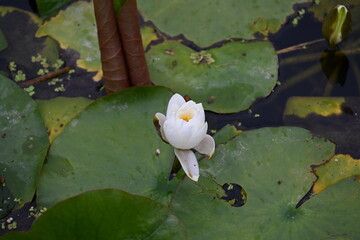frog and water lily on the water
