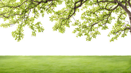Obraz premium a big green leafy tree with color isolate background , tree branches on a green lawn ,a serene and picturesque scene