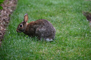 gray hare in the bushes,
