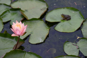 frog and water lily on the water