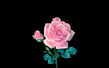 Red rose flower on negative frame. Good for valentine's day, gift, birthday, celebration. Negative space background.