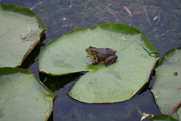 frog and water lily on the water