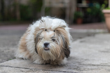 Shih Tzu portrait of a dog