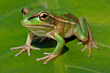 Endangered Australian Green and Golden Bell Frog