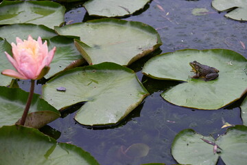 frog and water lily on the water