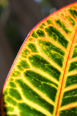 Close up of a green and yellow leaf on a croton plant in a tropical garden © Tammy Walker