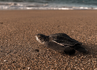 Baby Leatherback Sea Turtle 