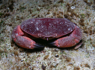 Pancake crab from Cyprus