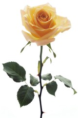 A bright yellow rose sits in a vase surrounded by green leaves, a simple yet elegant floral arrangement