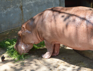 a big hippopotamus eating grass in farm.