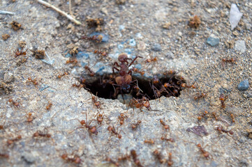 ants coming out of the anthill inside a concrete slab