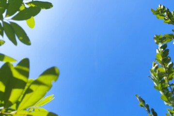 Fresh green leaves and the beautiful blue sky background
