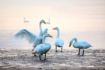 Morning view of four white swans standing on mud flat at Swan Lake of Weihai, Shandong, China
