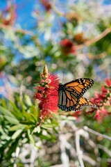 a Monarch butterfly on a Callistemon plant