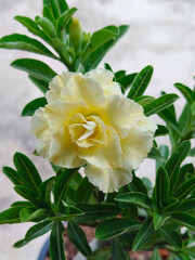 Yellow Adenium flowers are ornamental plants that have beautiful flowers that are very suitable for decorating the house in Thailand