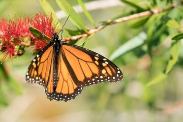 a Monarch butterfly on a Callistemon plant