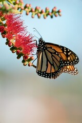 a Monarch butterfly on a Callistemon plant
