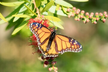 a Monarch butterfly on a Callistemon plant