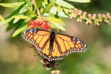 a Monarch butterfly on a Callistemon plant