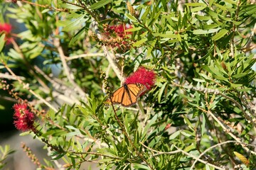 a Monarch butterfly on a Callistemon plant