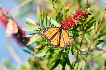 a Monarch butterfly on a Callistemon plant