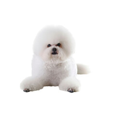 Bichon Frise Takes Part In Dog Shows, Isolated on transparent background