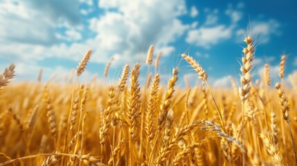 Fototapeta premium wheat field poster