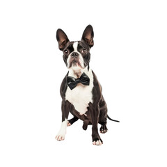 Fototapeta premium Boston Terrier Charms Guests, Isolated on transparent background