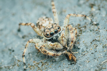 Colorful jumping spider on cement floor, Selective focus, macro shot, Thailand.