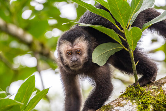 Macaco-prego na Mata Atl&acirc;ntica / yellow-breasted-capuchin monkey in the atlantic forest