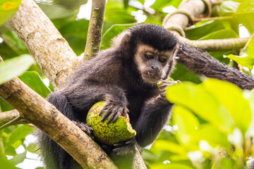 Macaco-prego comendo na Mata Atlântica / yellow-breasted-capuchin monkey eating in the atlantic forest