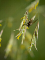 fly on a flower