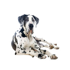 Great Dane Lounges On The Floor, Isolated on transparent background