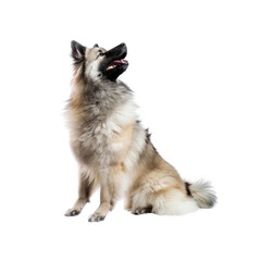 Obraz premium Keeshond Detects Unseen Guests, Isolated on transparent background