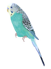 Fototapeta premium セキセイインコ（ブルー）