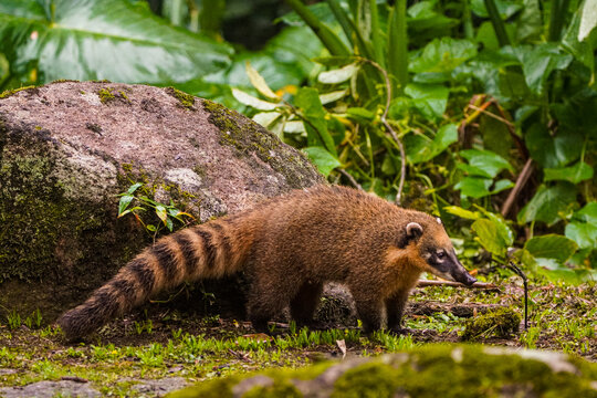 Quati caminhando pela Mata Atl&acirc;ntica / Coati walking by the Atlantic Forest