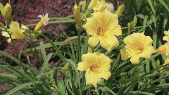 Daylily flower. Day lily blossoming in garden on summer day. Beauty in nature. Summer nature blossom ditch lily flower. Daylily blossom outdoor. Blooming day lily flower. Slow motion
