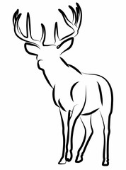 Deer vector, line drawing side view illustration isolated on white background