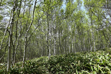 Climbing Mt. Azumaya, Nagano, Japan