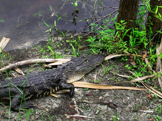 Baby Alligator Laying On The Edge Of A River Sunning