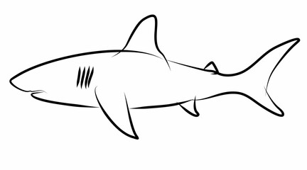 Shark vector, line drawing side view illustration isolated on white background