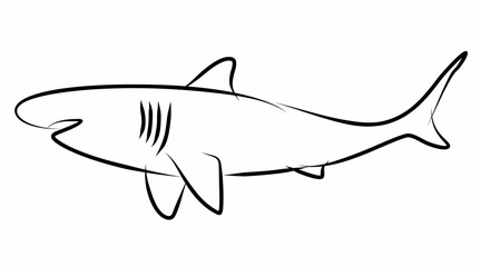 Shark vector, line drawing side view illustration isolated on white background