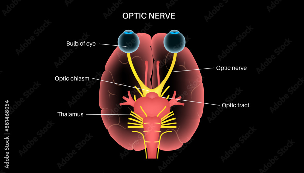 Poster Optic nerve anatomy