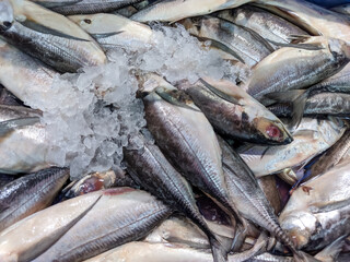 Mackerel, known for its rich flavor and high nutritional value, is kept fresh by being mixed with ice, ensuring peak quality. Sold at local markets, this method preserves the fish's taste and texture.