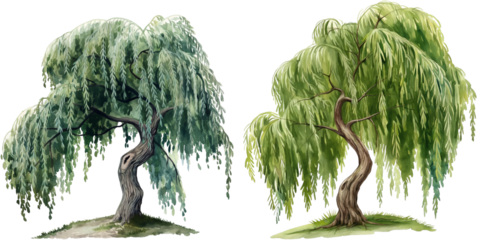 watercolor willow tree isolated on white background
